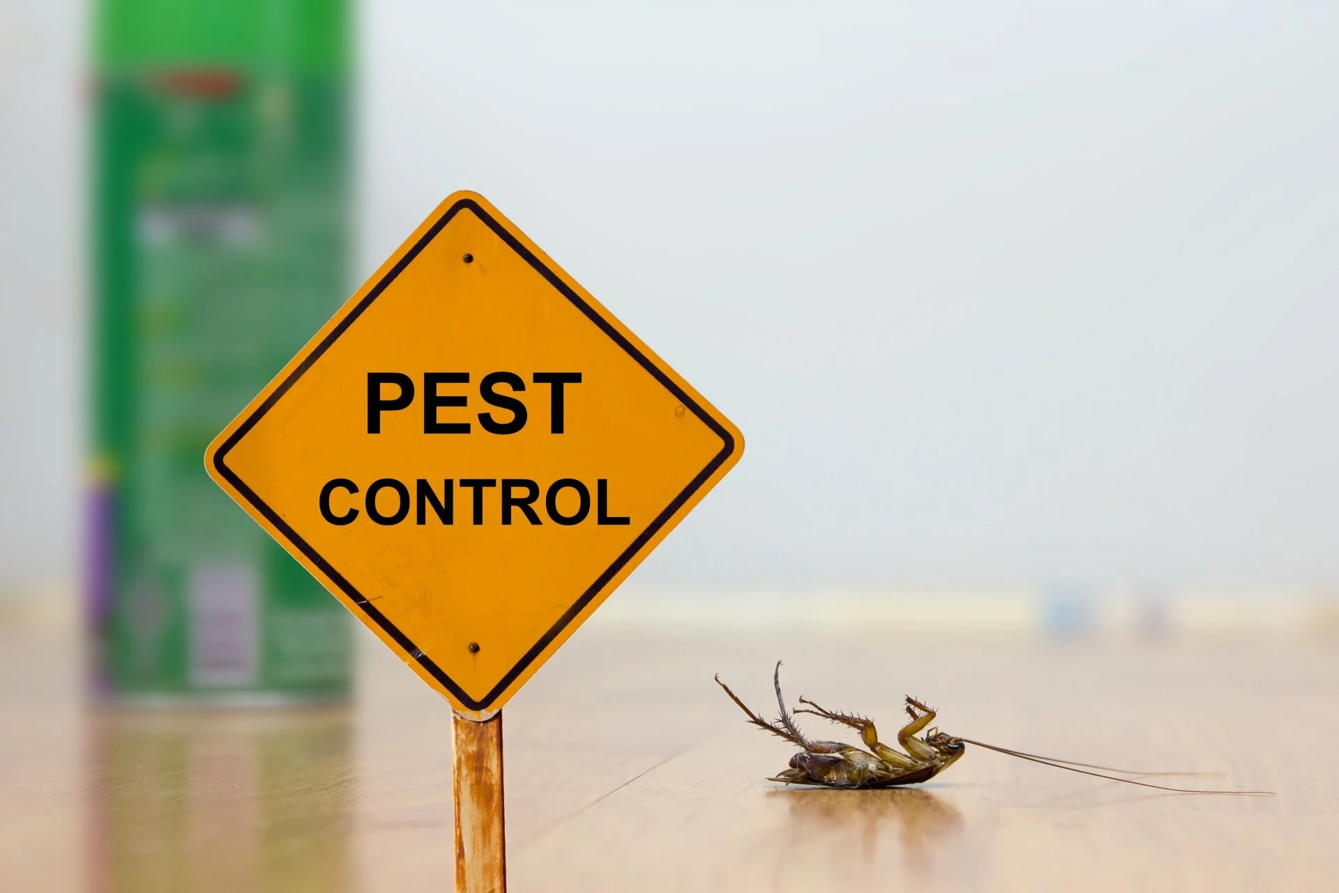 24 Hour Pest Control, Pest Control in Clapton, E5. Call Now 020 8166 9746