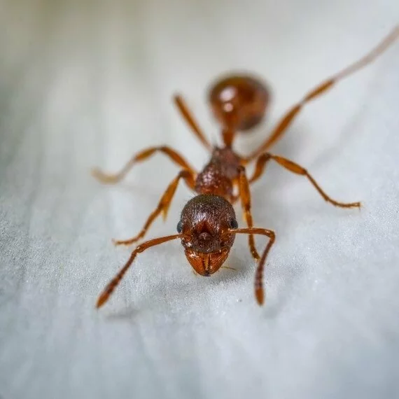 Field Ants, Pest Control in Clapton, E5. Call Now! 020 8166 9746