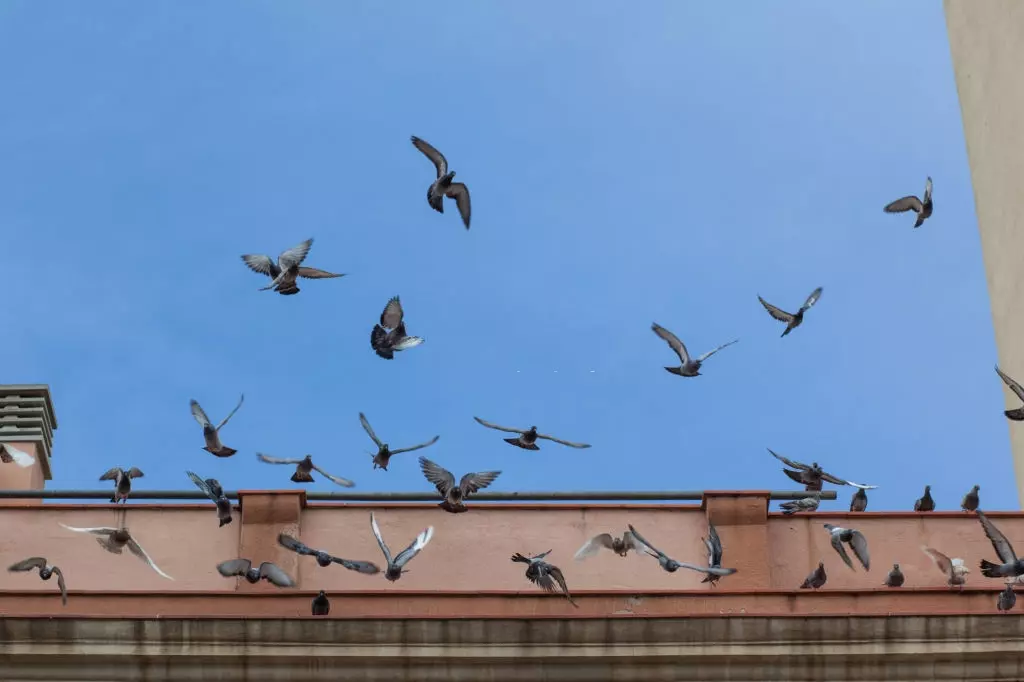 Pigeon Pest, Pest Control in Clapton, E5. Call Now 020 8166 9746