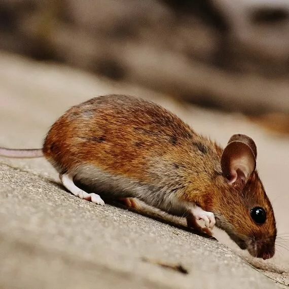 Mice, Pest Control in Clapton, E5. Call Now! 020 8166 9746
