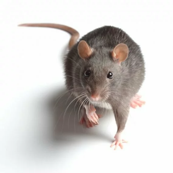 Rats, Pest Control in Clapton, E5. Call Now! 020 8166 9746