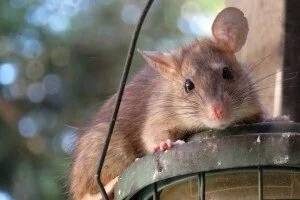 Rat Control, Pest Control in Clapton, E5. Call Now 020 8166 9746