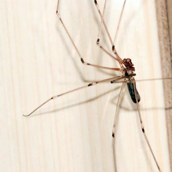 Spiders, Pest Control in Clapton, E5. Call Now! 020 8166 9746