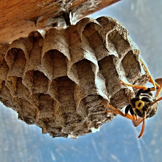 Wasps Nest, Pest Control in Clapton, E5. Call Now! 020 8166 9746