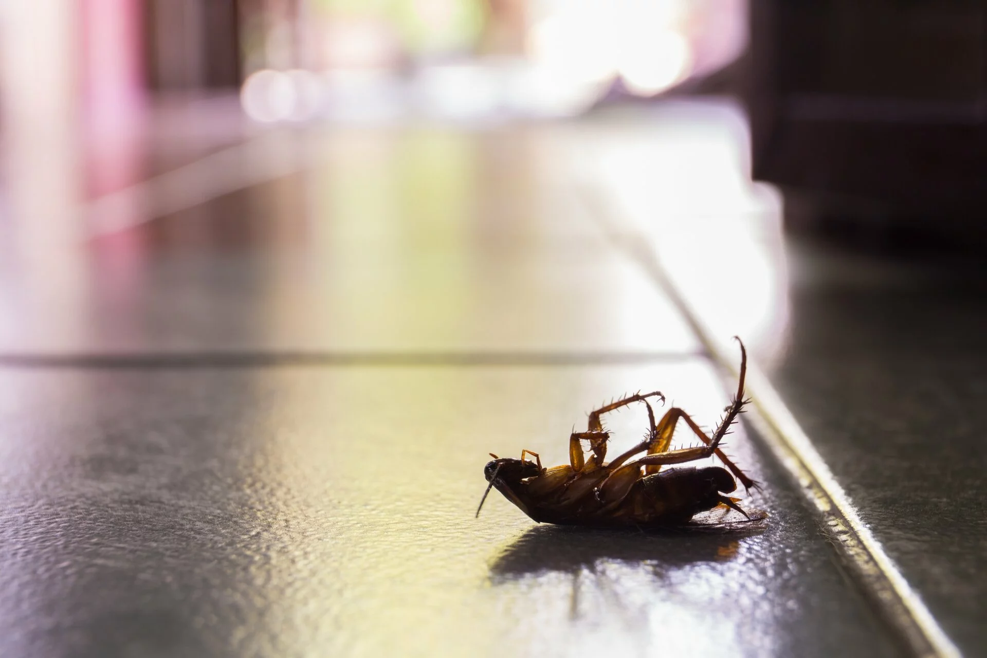Cockroach Control, Pest Control in Clapton, E5. Call Now 020 8166 9746