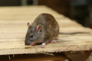 Rodent Control, Pest Control in Clapton, E5. Call Now 020 8166 9746