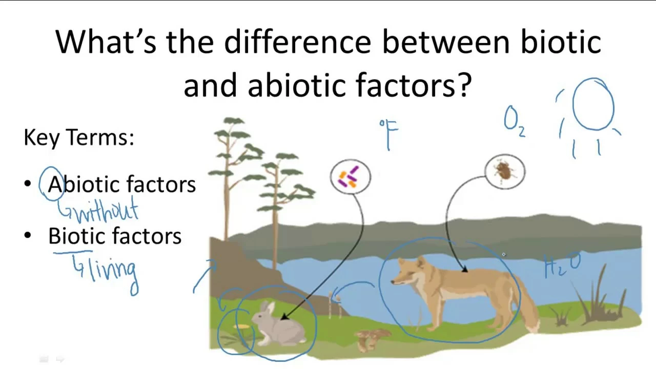 What are examples of abiotic factors?